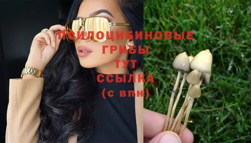 Псилоцибиновые грибы Psilocybe  Заволжье 